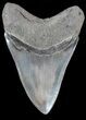 Large, Serrated, Megalodon Tooth - Gorgeous Tooth #56504-2